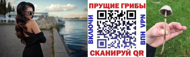 блэк спрут вход  Анадырь  Галлюциногенные грибы Psilocybe 